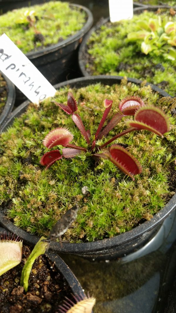 Dionaea red piranha