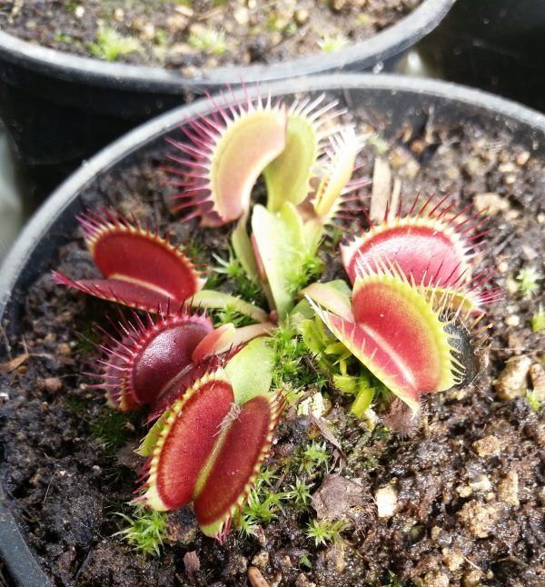 Dionaea Trichterfalle