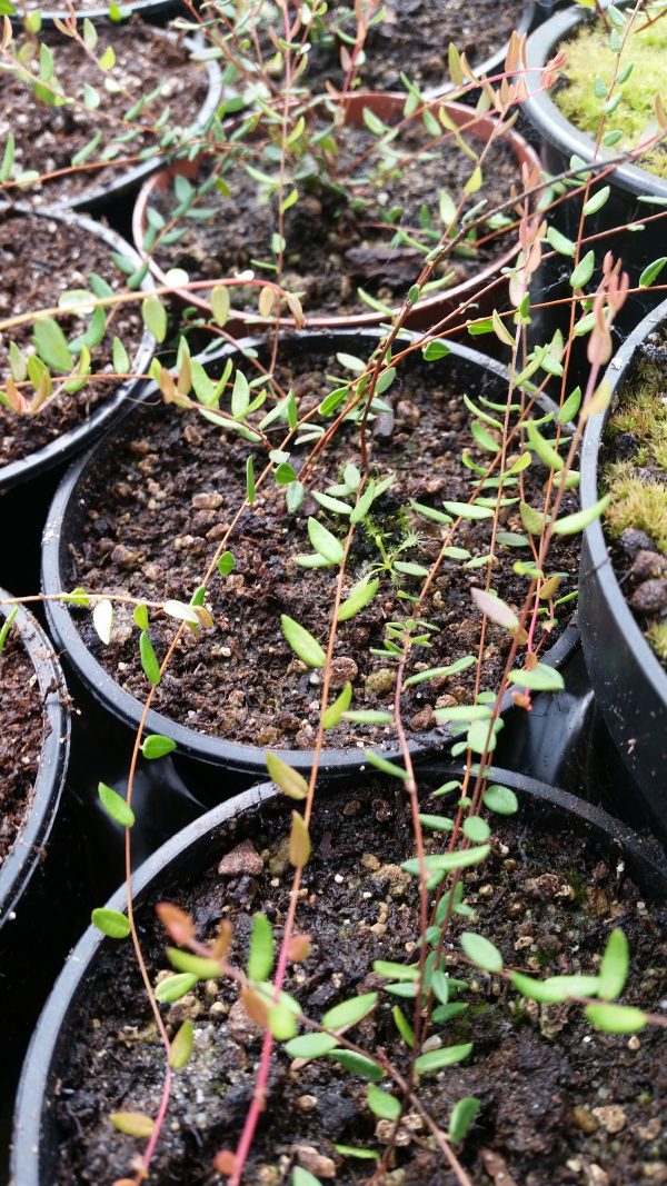 Vaccinium oxycoccos - Moosbeere