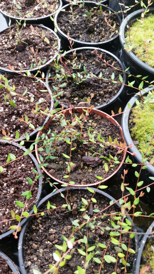 Vaccinium oxycoccos - Moosbeere – Bild 2
