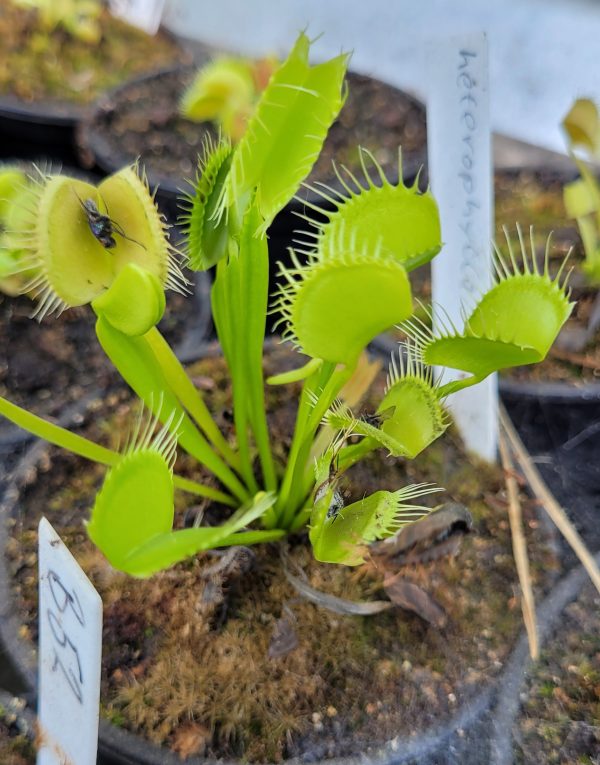 Dionaea heterophylla