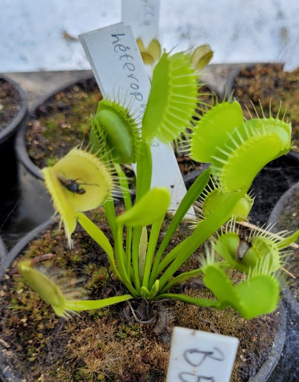 Dionaea heterophylla – Bild 2