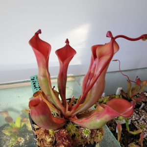 Heliamphora