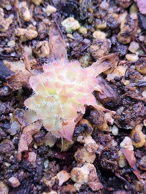 Pinguicula cv. cristal