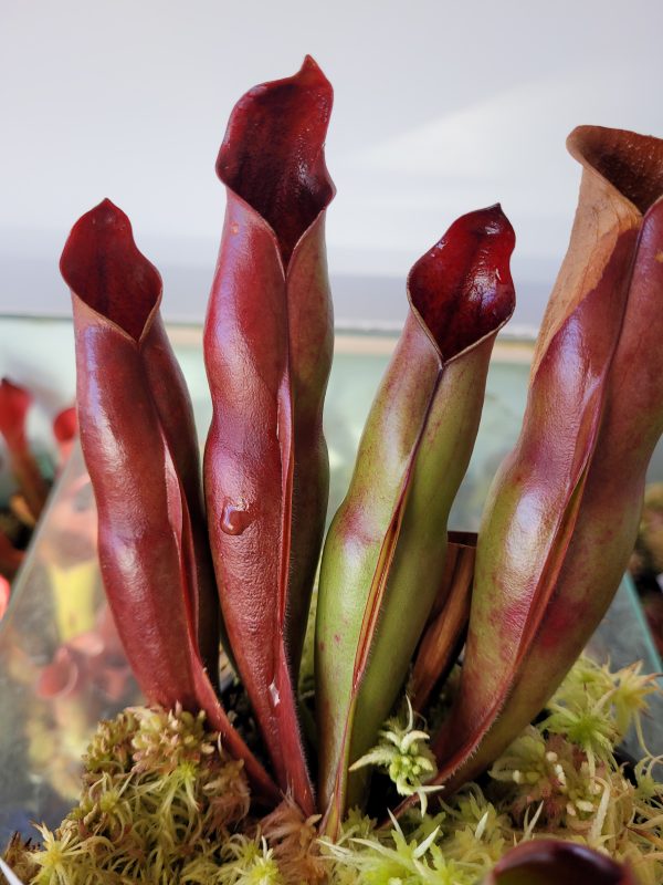 Heliamphora sarracenioides juvenil