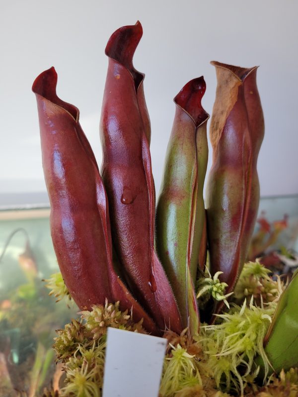Heliamphora sarracenioides juvenil – Bild 2