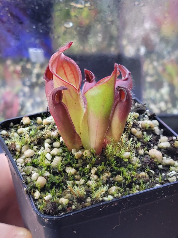 Heliamphora ciliata juvenil – Bild 2