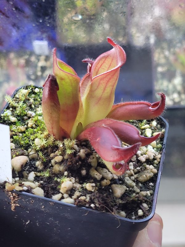 Heliamphora ciliata juvenil