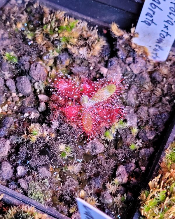 Drosera latfolia x tomentosa var. glabrata