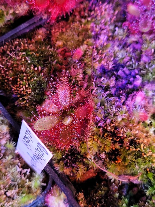 Drosera latfolia x tomentosa var. glabrata – Bild 2
