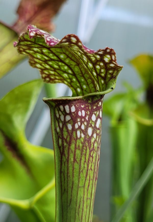 Sarracenia farnhamii