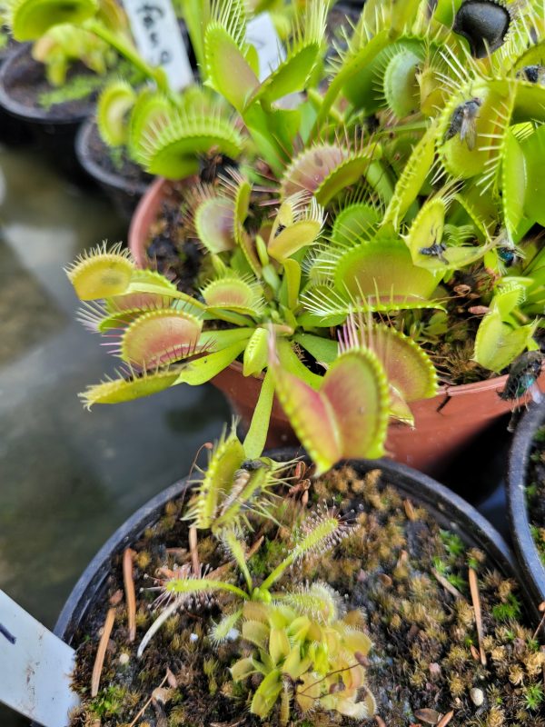 Dionaea Karnivorenstrauch Nr. 1