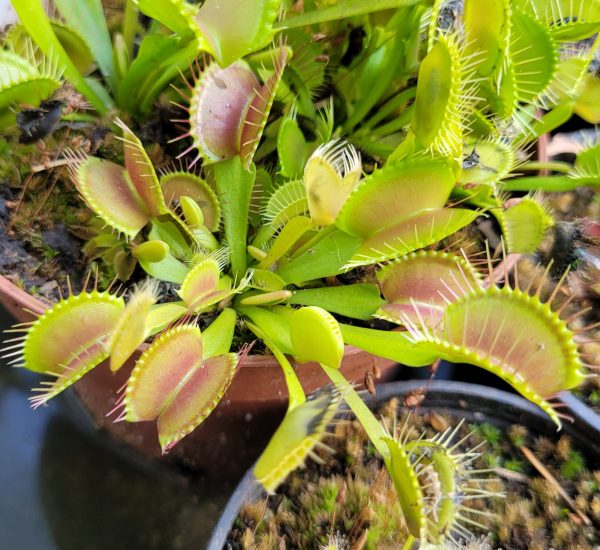 Dionaea Karnivorenstrauch Nr. 1 – Bild 2