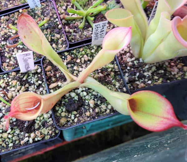 Heliamphora ionasii stripped