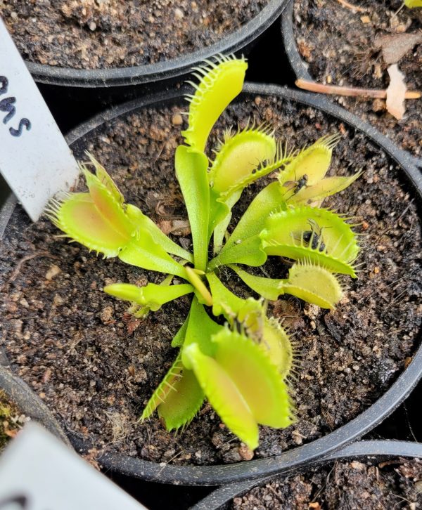Dionaea crocogans