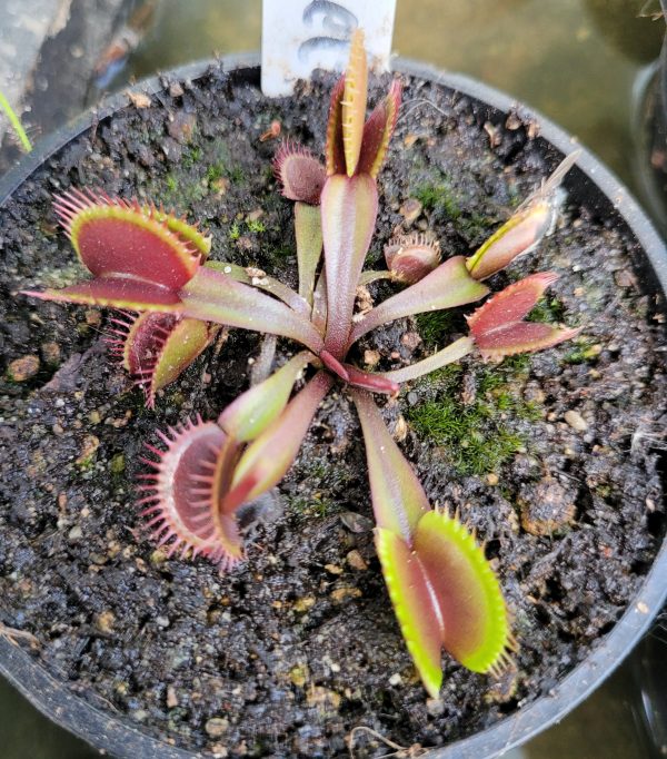 Dionaea red shark teeth