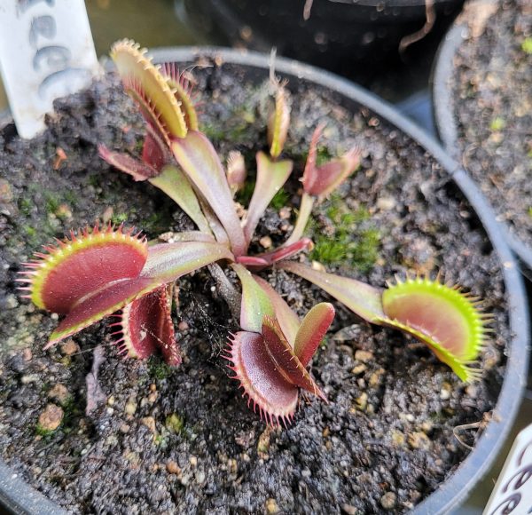Dionaea red shark teeth – Bild 2