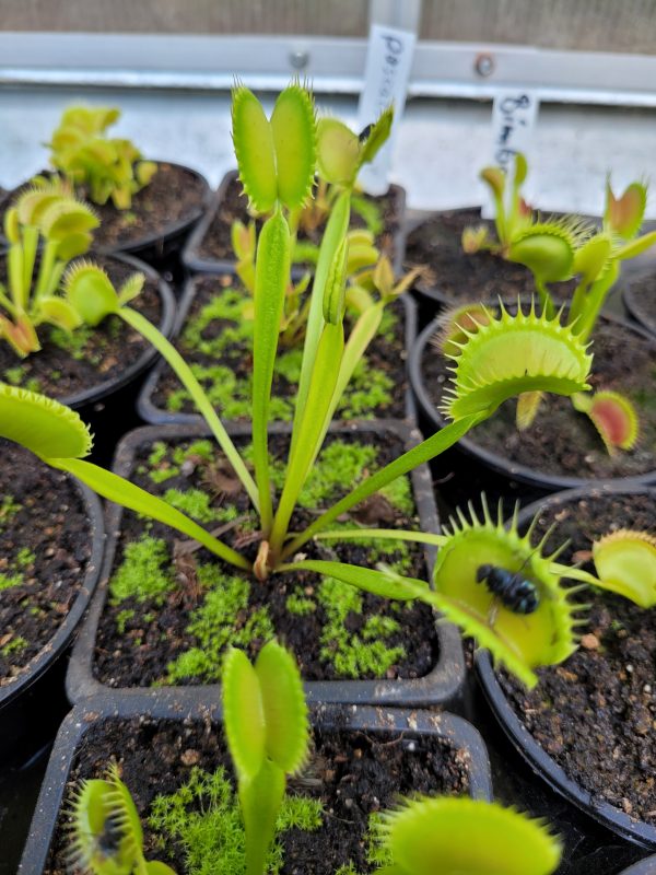 Dionaea pascals giant