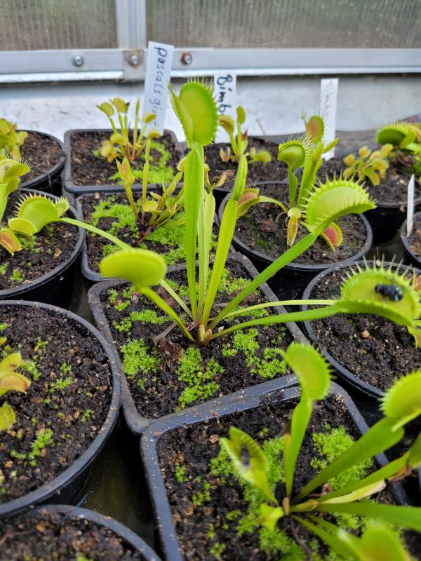 Dionaea pascals giant – Bild 2
