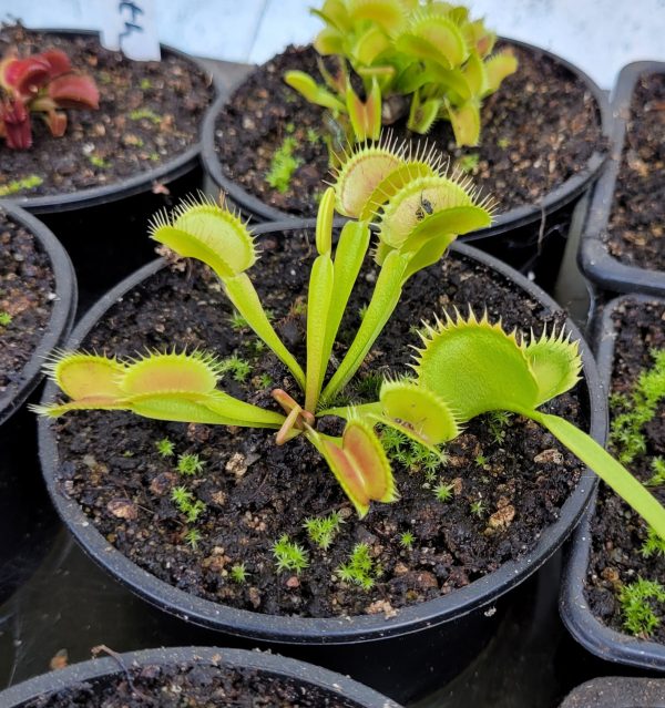 Dionaea tigerfang