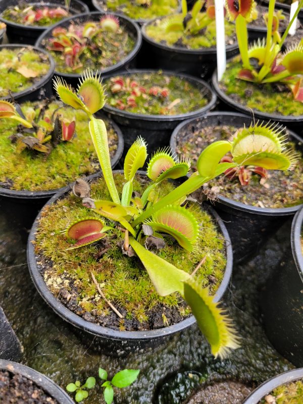 Dionaea tigerfang – Bild 2