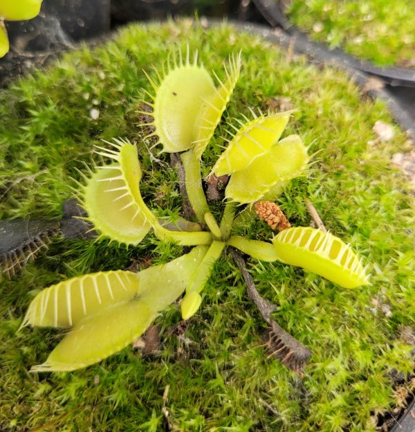 Dionaea yellow