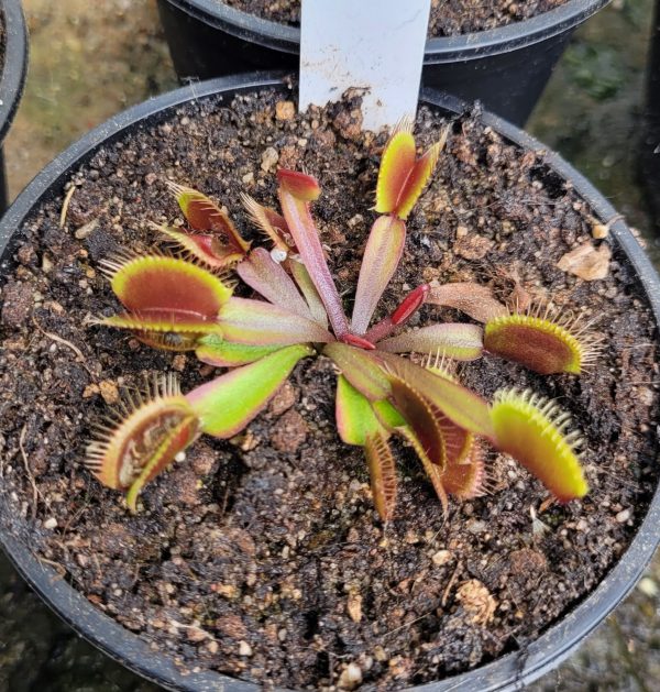 Dionaea Akai ryu