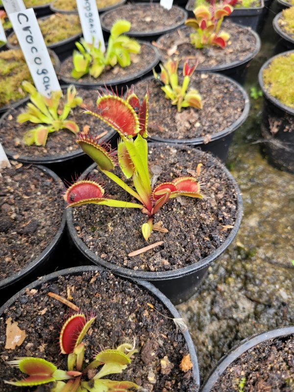 Dionaea prolifera