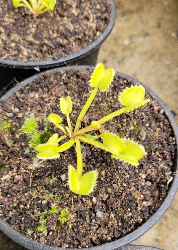 Dionaea werewolf