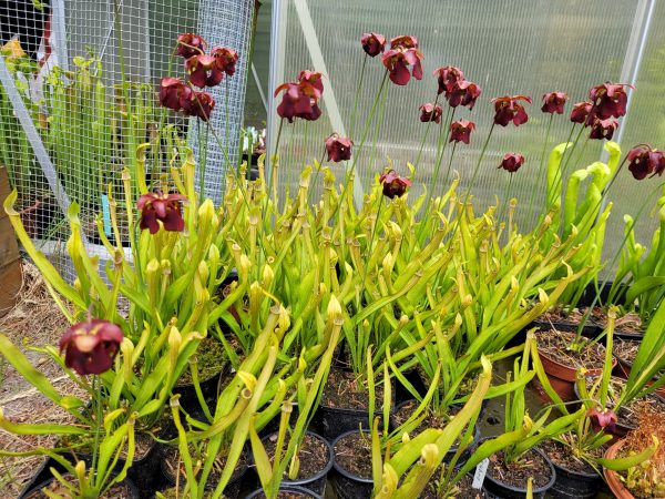 Sarracenia Angebot 3, 5 Pflanzen