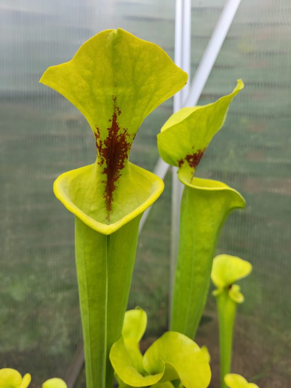 Sarracenia Angebot 1, 5 flava Kultivare – Bild 2
