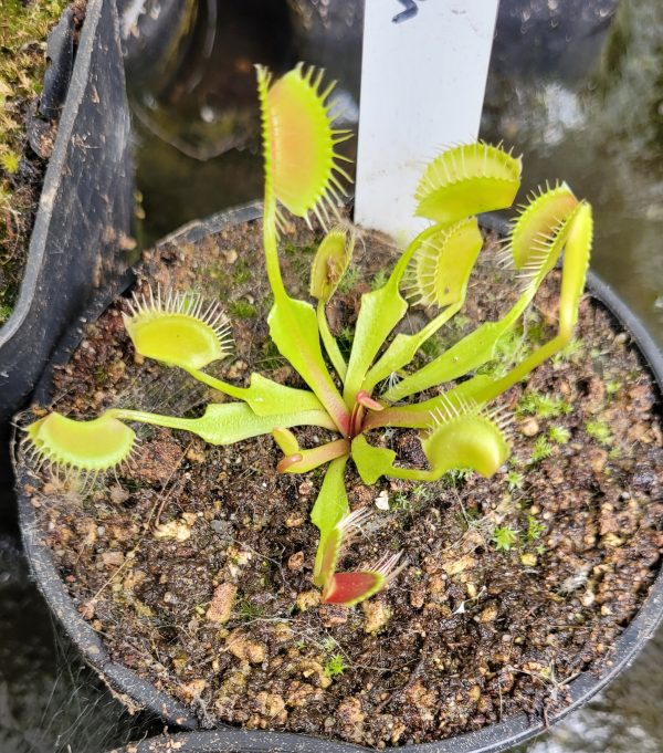 Dionaea kayan