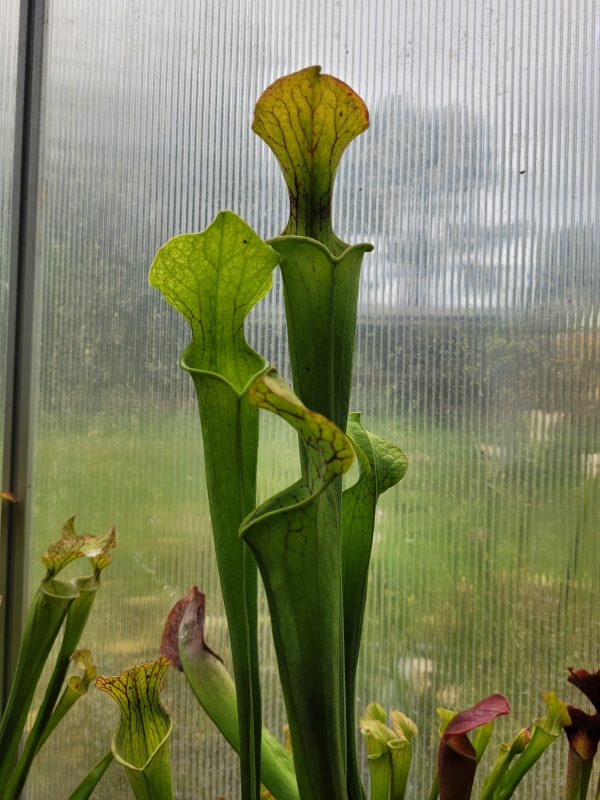 Sarracenia brooks hybrid