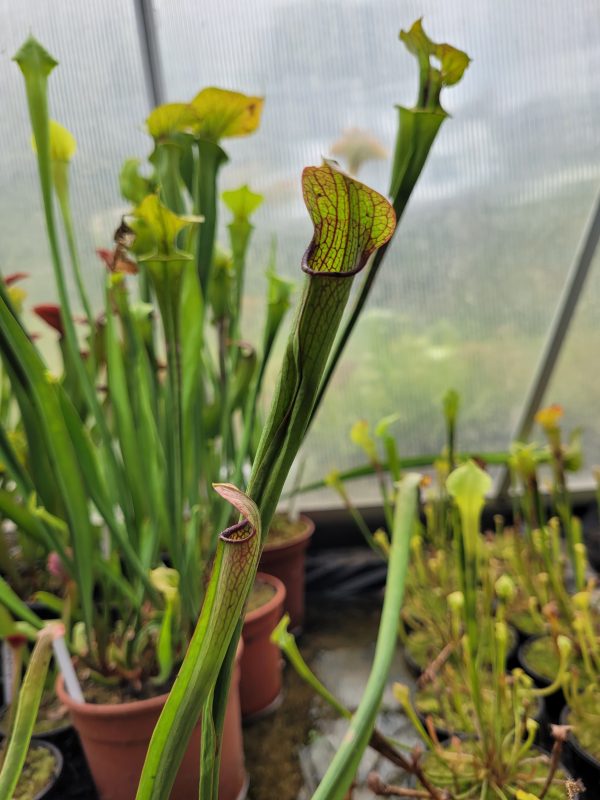 Sarracenia rehderi hybrid
