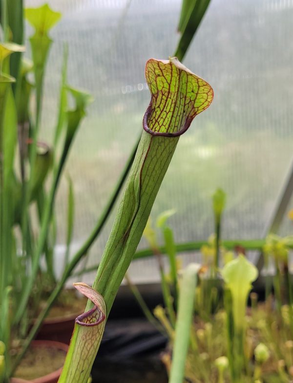 Sarracenia rehderi hybrid – Bild 2