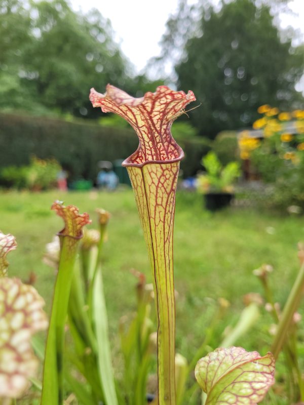 Sarracenia (alata x leucophylla) x leucophylla red white