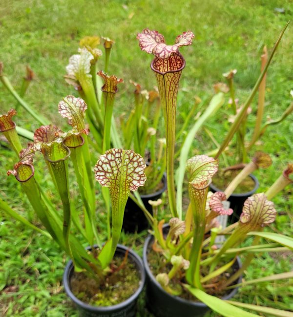 Sarracenia (alata x leucophylla) x leucophylla red white – Bild 2