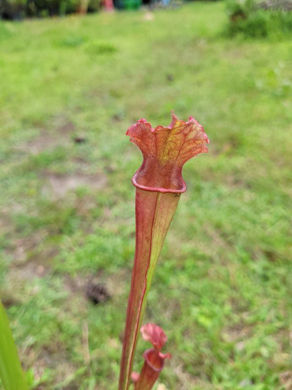 Sarracenia hybrid 3