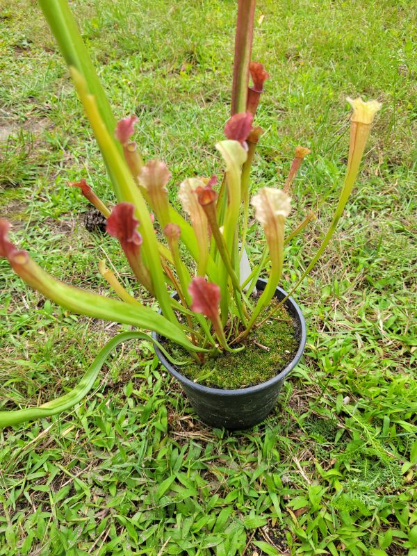 Sarracenia hybrid 3 – Bild 2