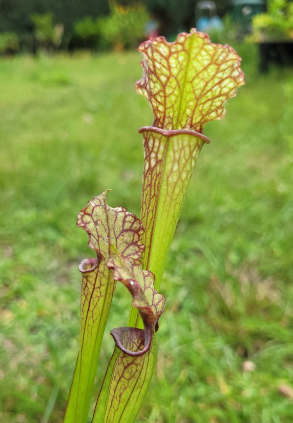 Sarracenia hybrid 5