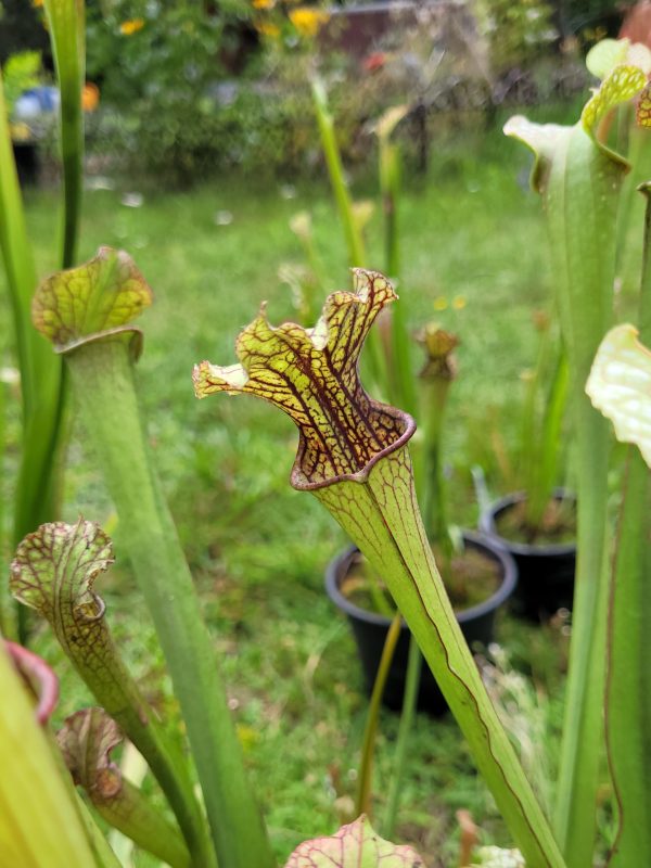 Sarracenia leucophylla giant form x farnhamii