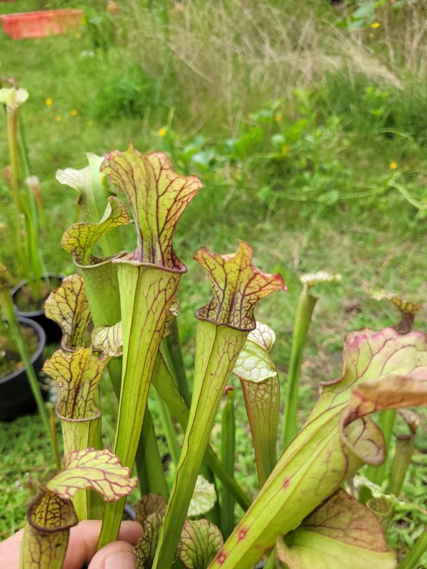 Sarracenia leucophylla giant form x farnhamii – Bild 2
