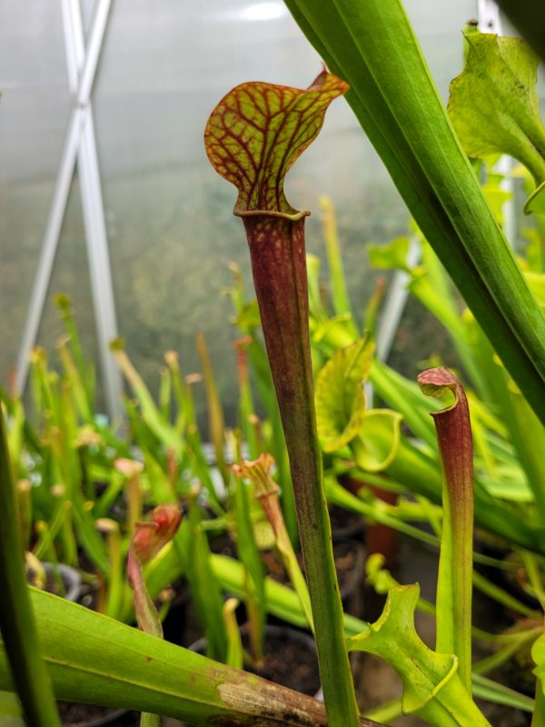 Sarracenia moorei gulf cost hybrid