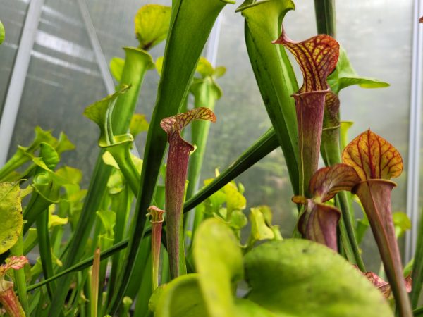 Sarracenia moorei gulf cost hybrid – Bild 2