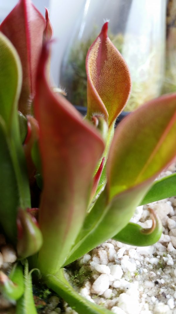 Heliamphora hispida x ceracea juvenil