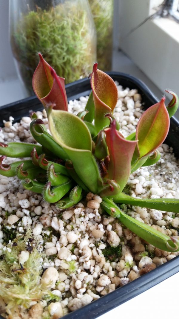 Heliamphora hispida x ceracea juvenil – Bild 2