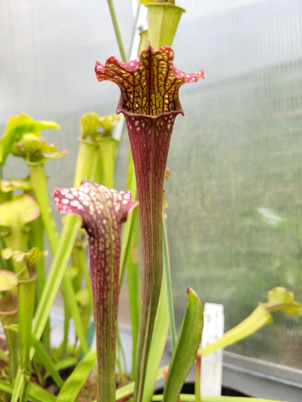 Sarracenia farnhamii Hybrid Samen (10 Stk.)