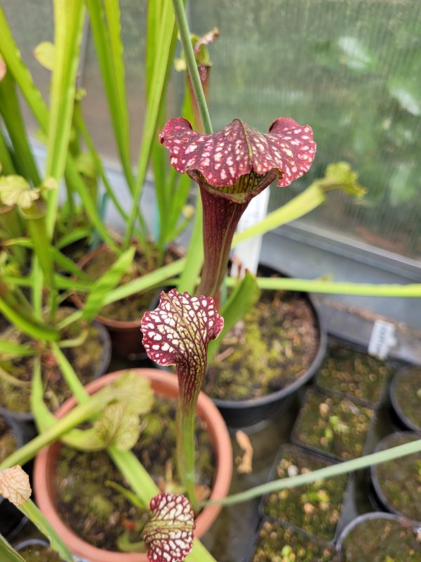 Sarracenia farnhamii Hybrid Samen (10 Stk.) – Bild 2