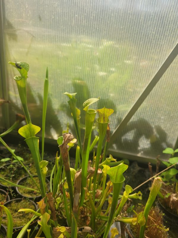 Sarracenia flava old german Hybrid