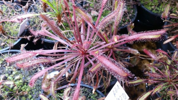 Drosera capensis red Samen (50 Stk.)